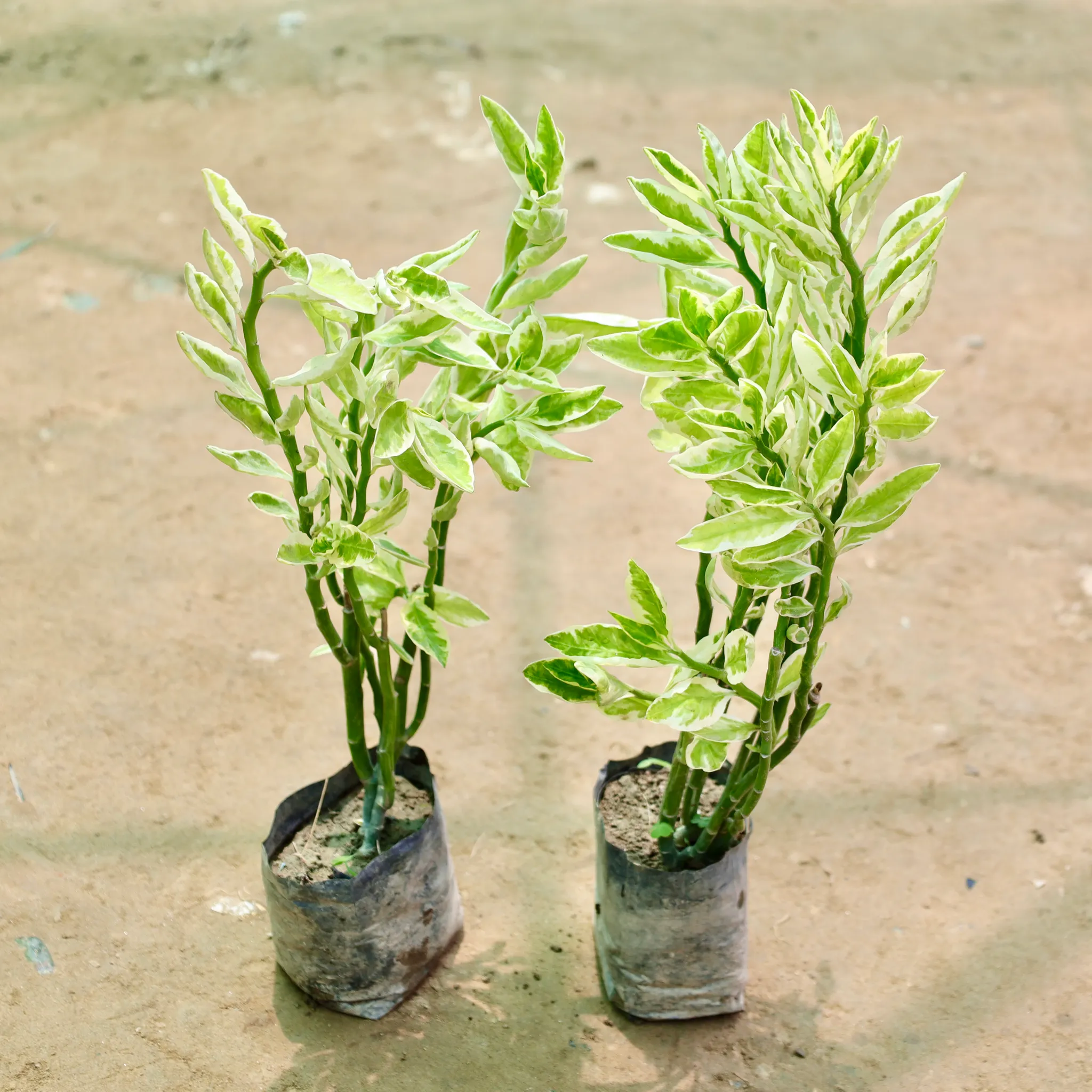 Set of 2 - Pedilanthus / Devil's Backbone in 4 Inch Nursery Bag