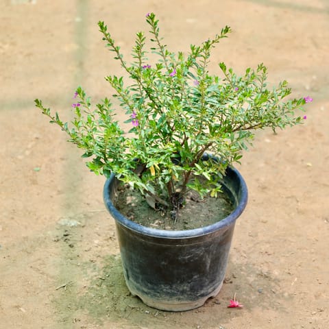 Cuphea / False Heather (Any Colour) in 6 Inch Nursery Pot