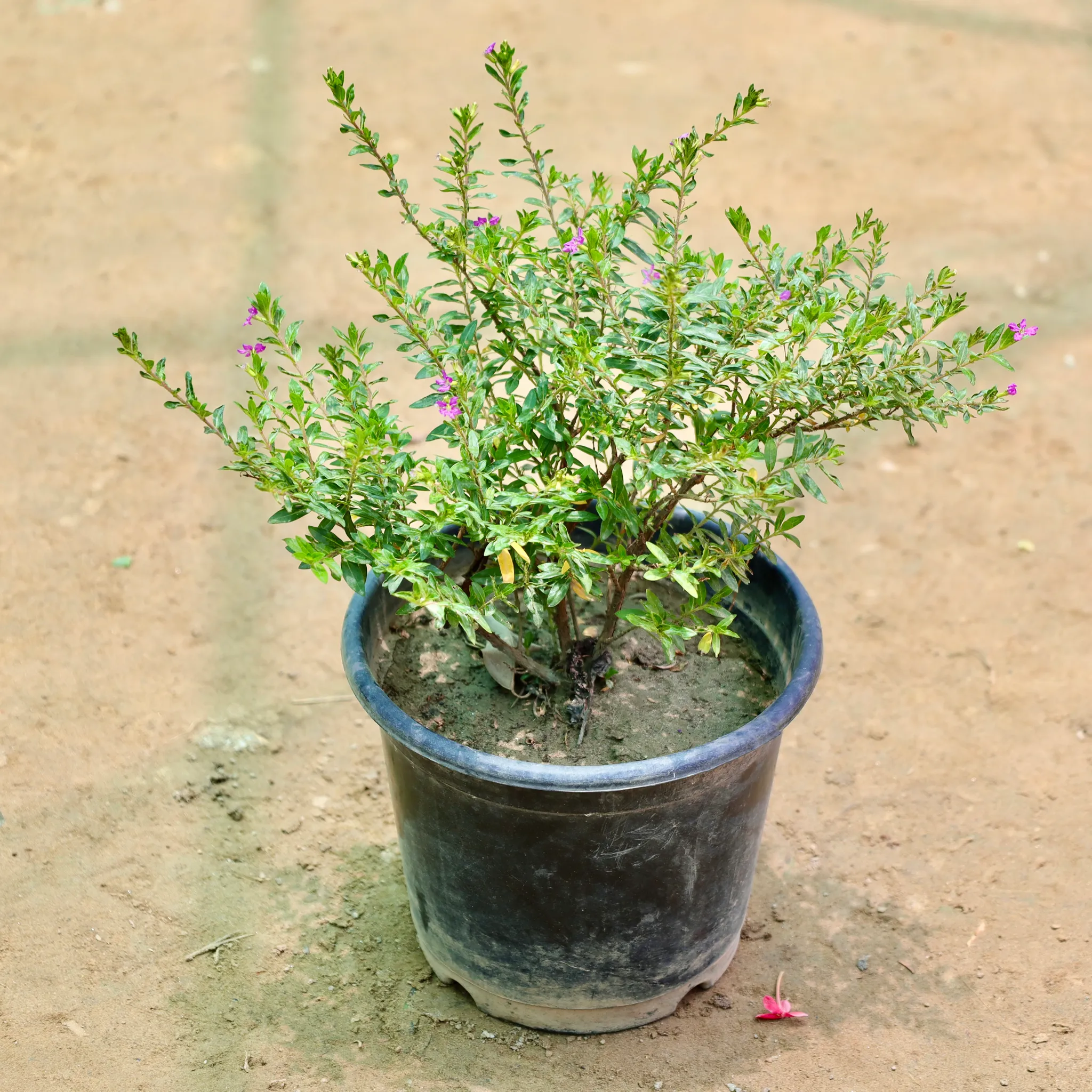 Cuphea / False Heather (Any Colour) in 6 Inch Nursery Pot