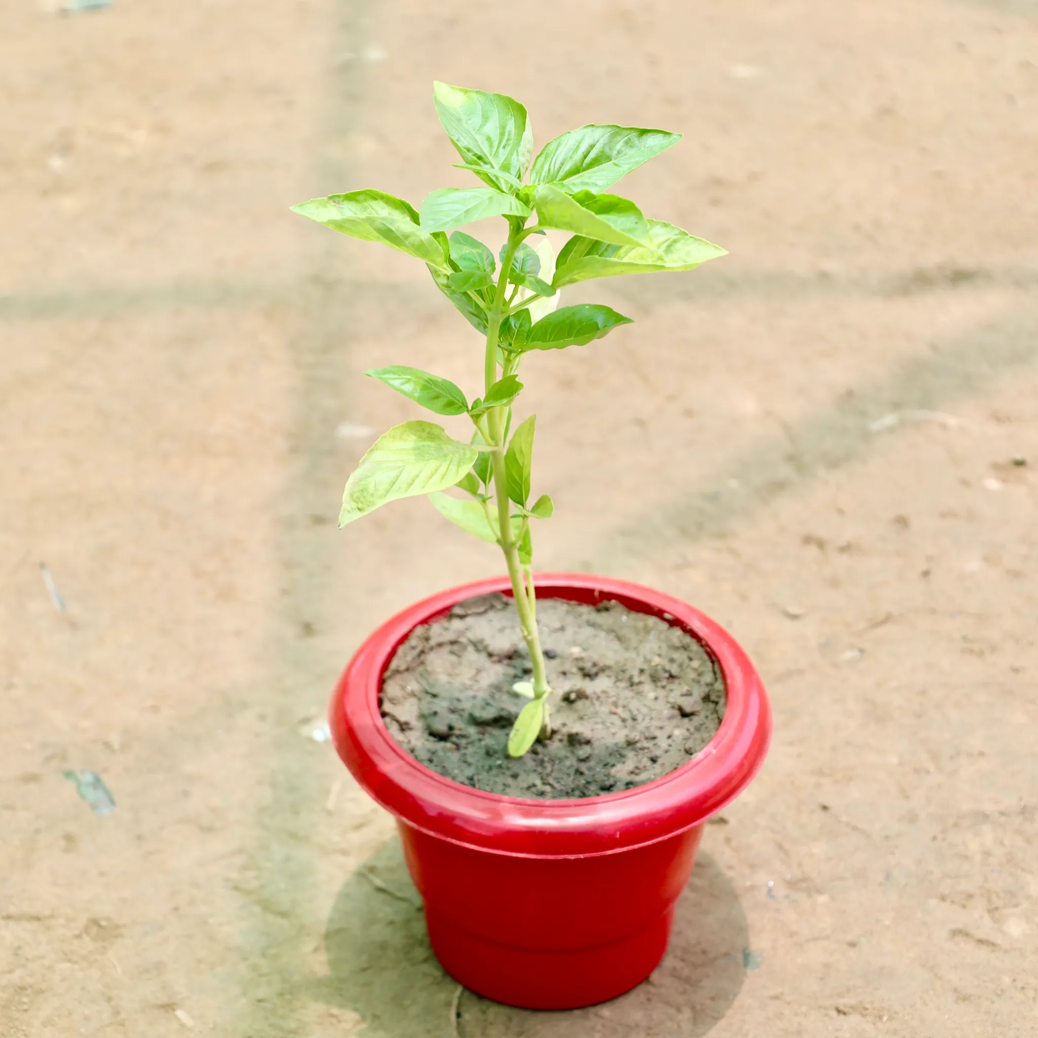 Holy Basil / Tulsi in 6 Inch Red Classy Plastic Pot