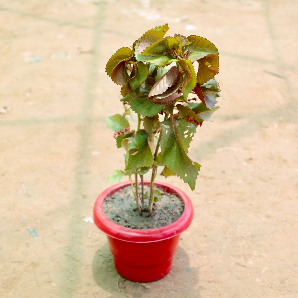 Acalypha Red in 6 Inch Red Classy Plastic Pot