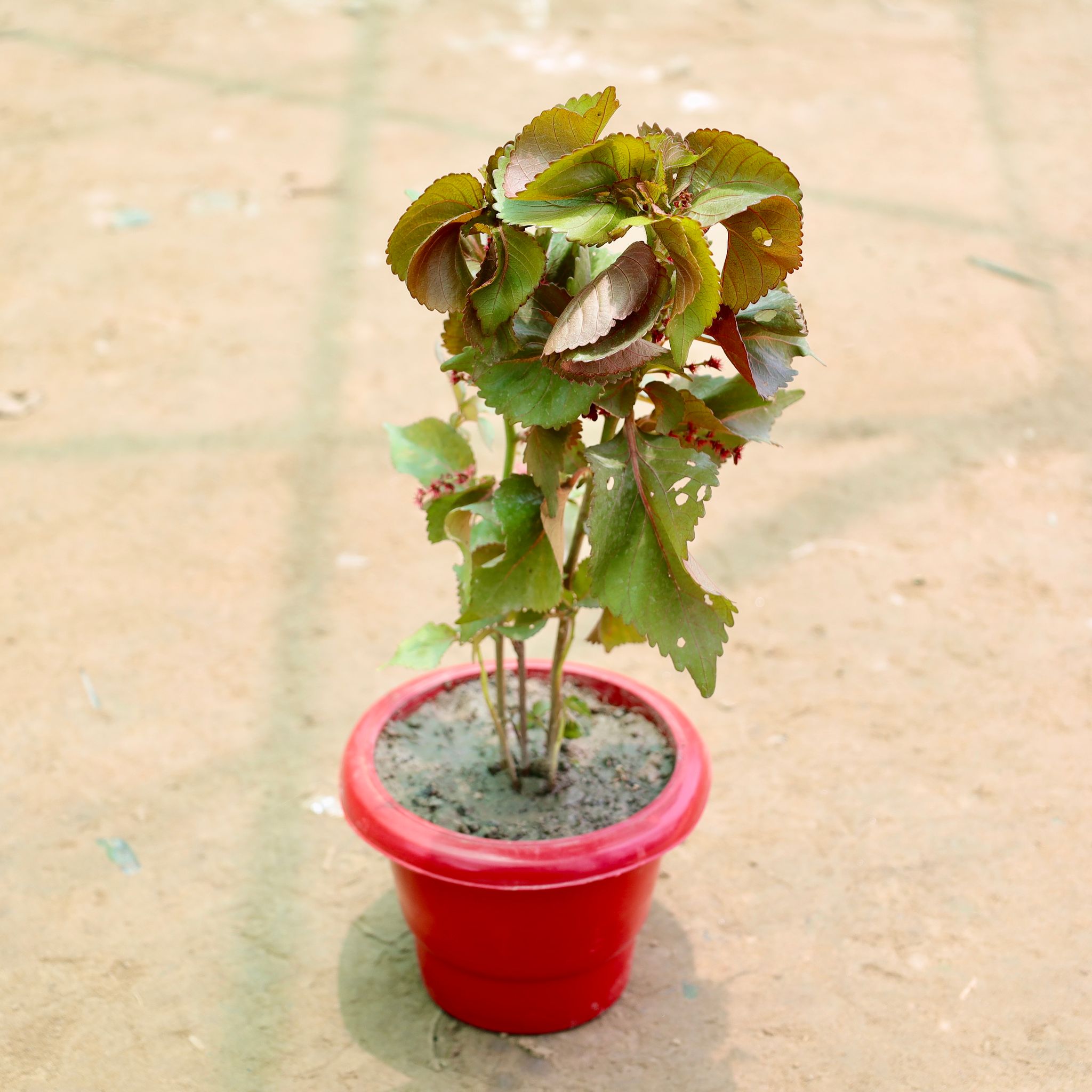 Acalypha Red in 6 Inch Red Classy Plastic Pot