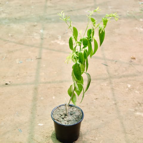 Raat Ki Rani / Night Blooming Jasmine (Any Colour) in 6 Inch Nursery Pot