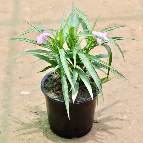 Mexican Petunia / Ruellia (Any Colour) in 4 Inch Nursery Pot