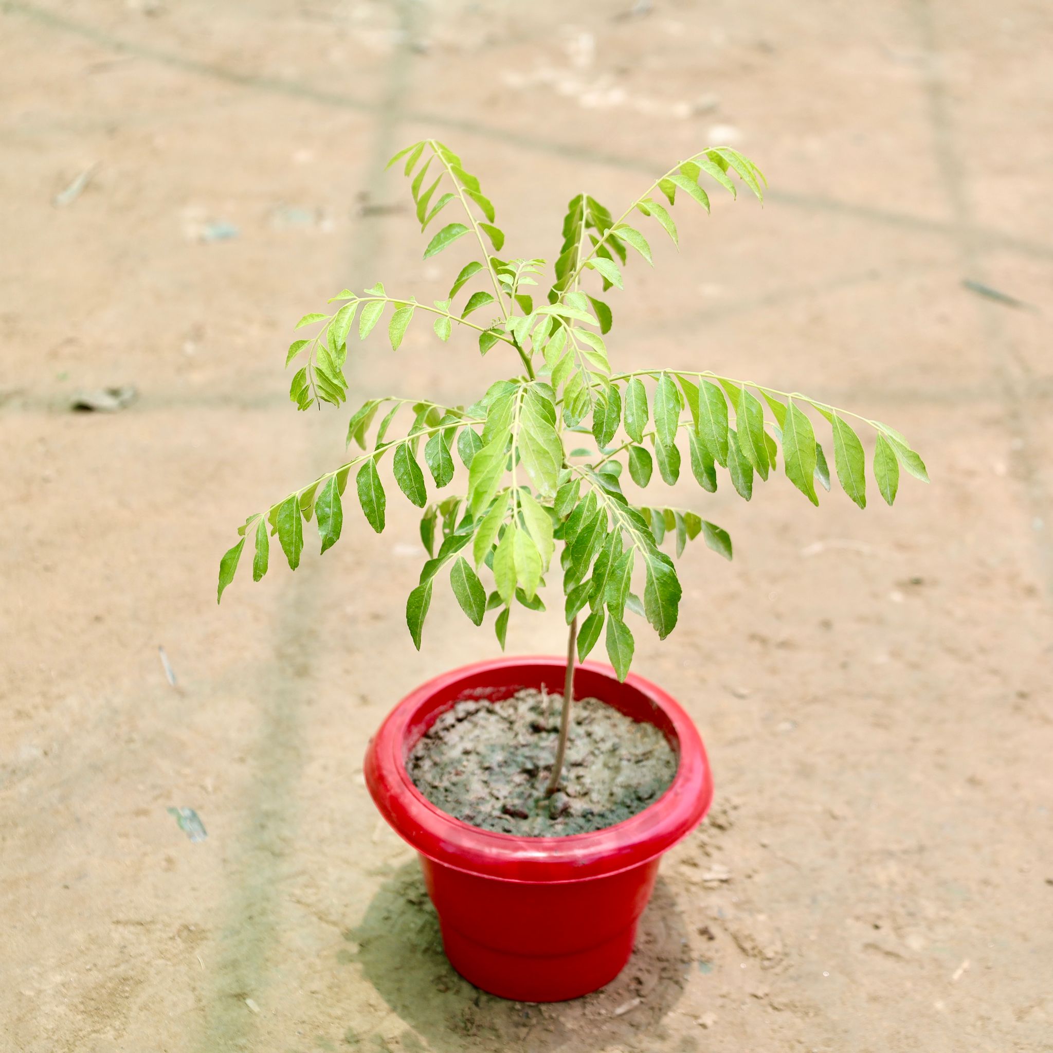 Curry Patta in 6 Inch Red Classy Plastic Pot