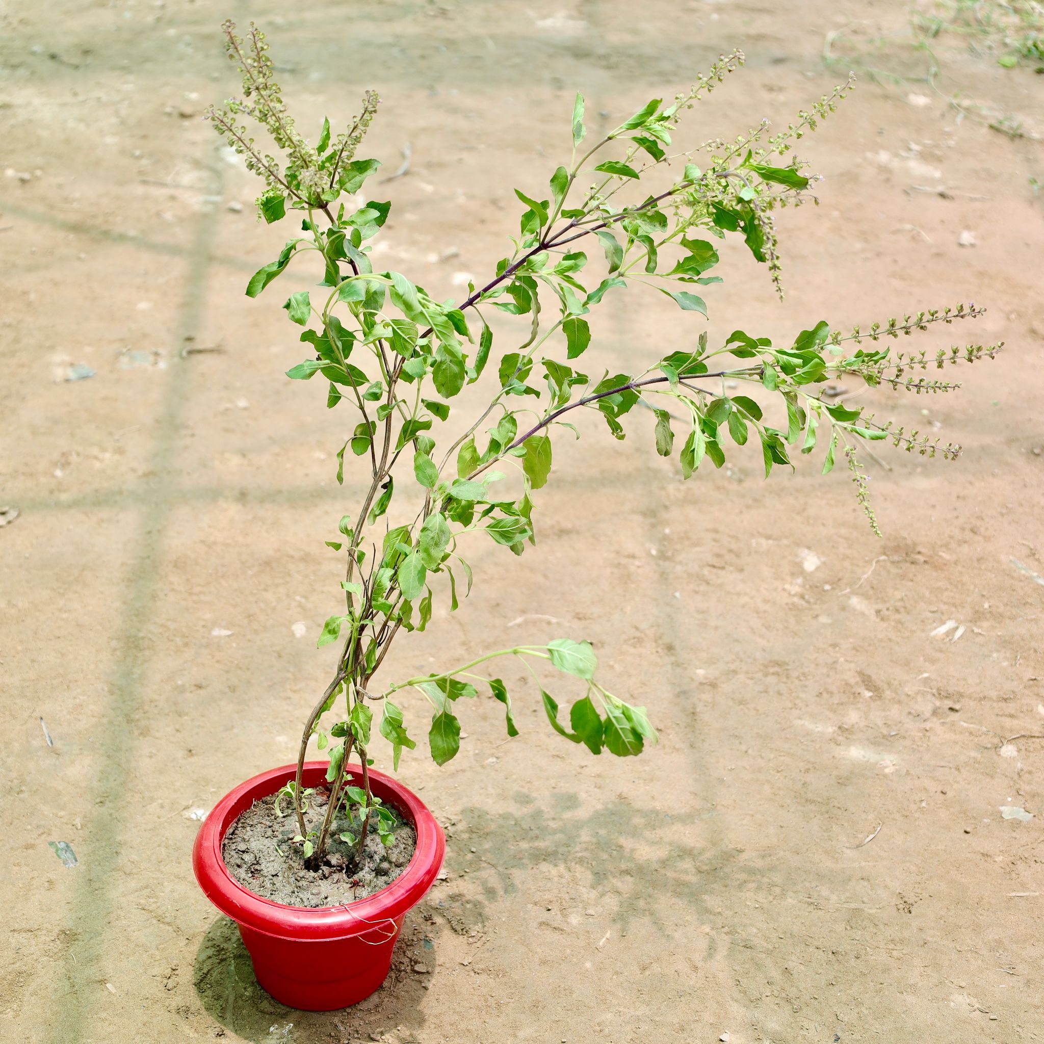 Rama Tulsi in 6 Inch Red Classy Plastic Pot