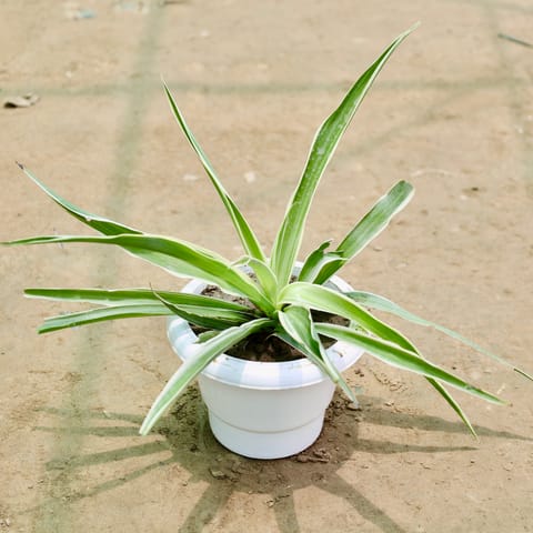 Spider in 6 Inch White Classy Plastic Pot
