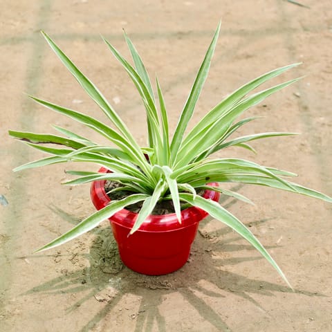 Spider in 6 Inch Red Classy Plastic Pot