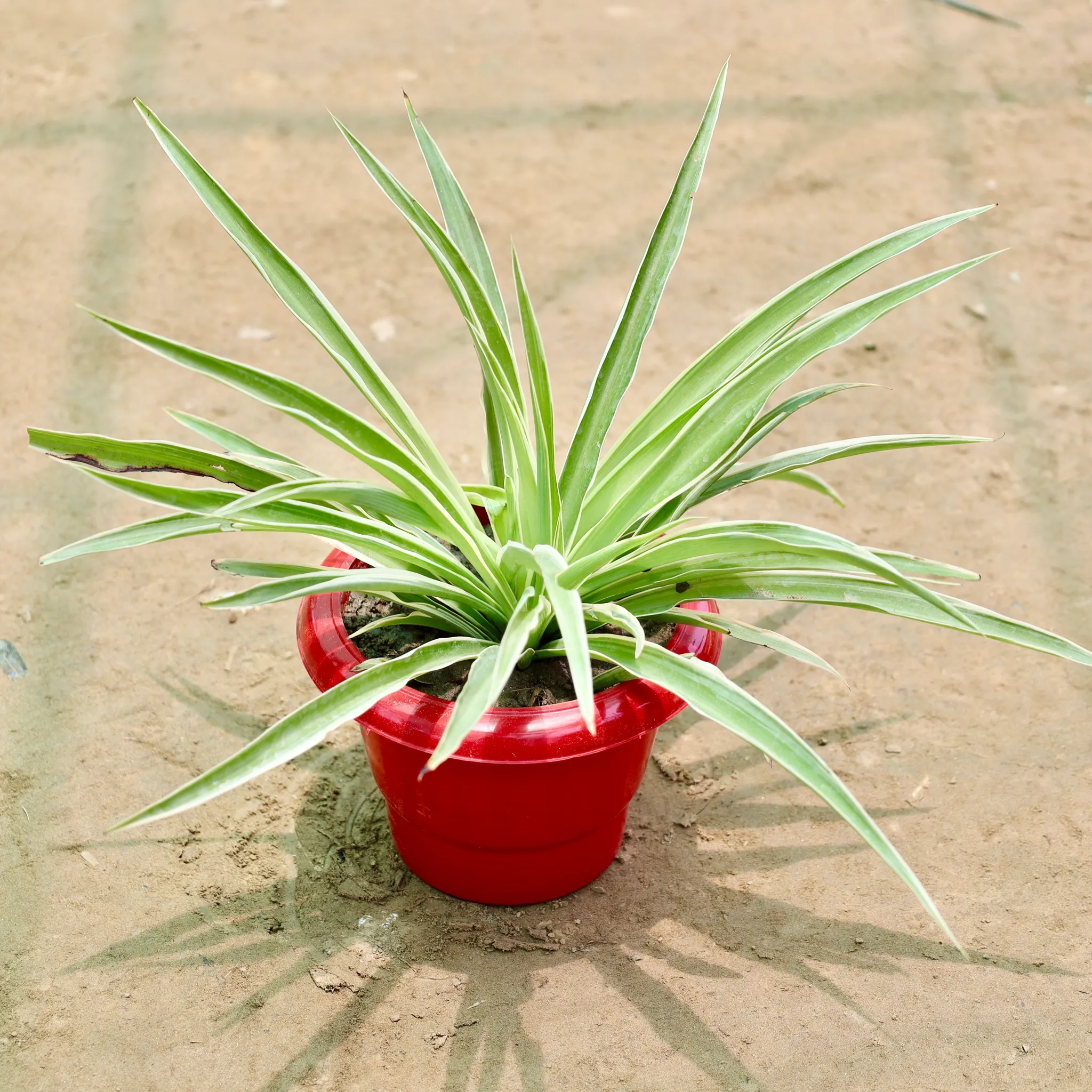 Spider in 6 Inch Red Classy Plastic Pot