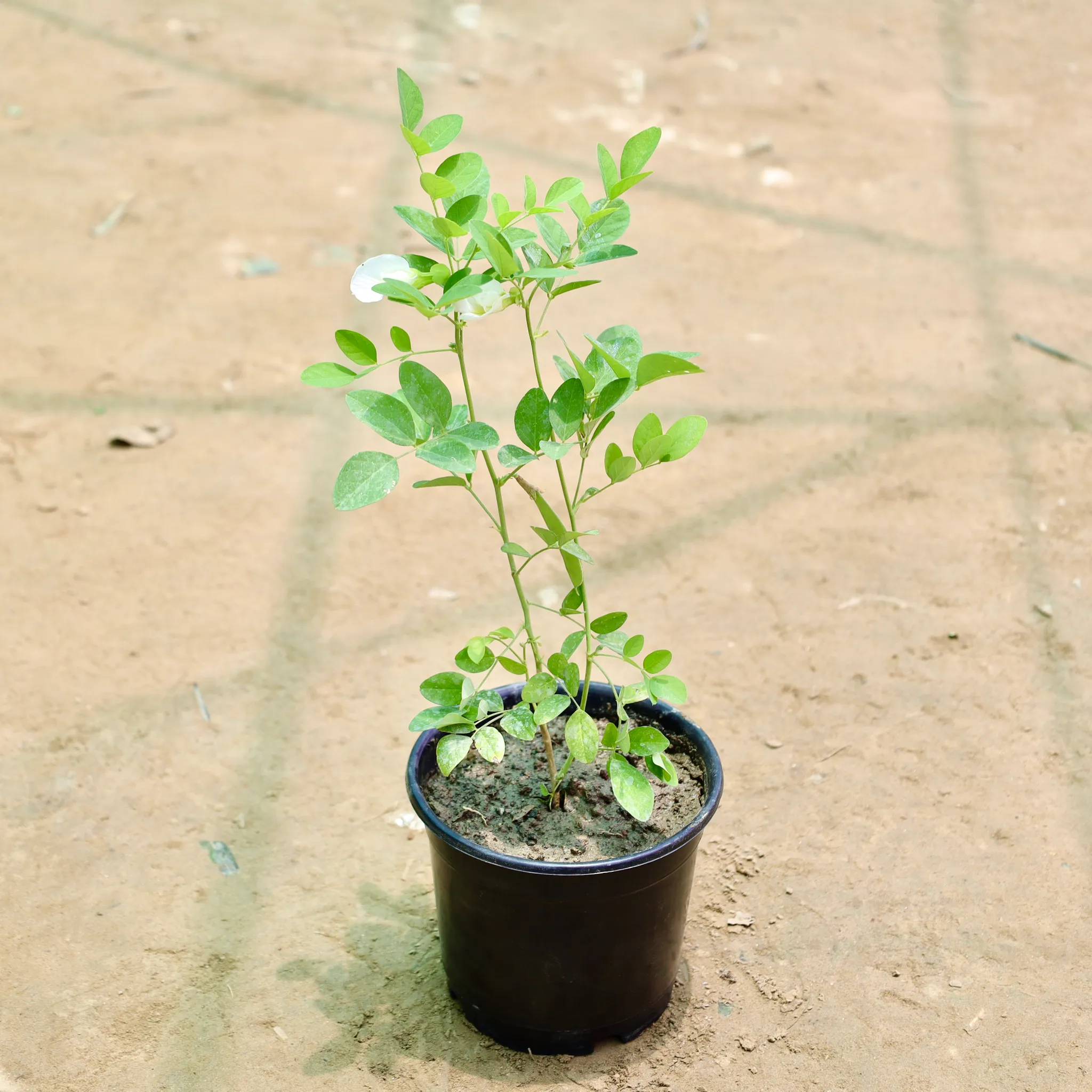 Aparajita / Asian Pigeonwings (Any Colour) in 6 Inch Nursery Pot