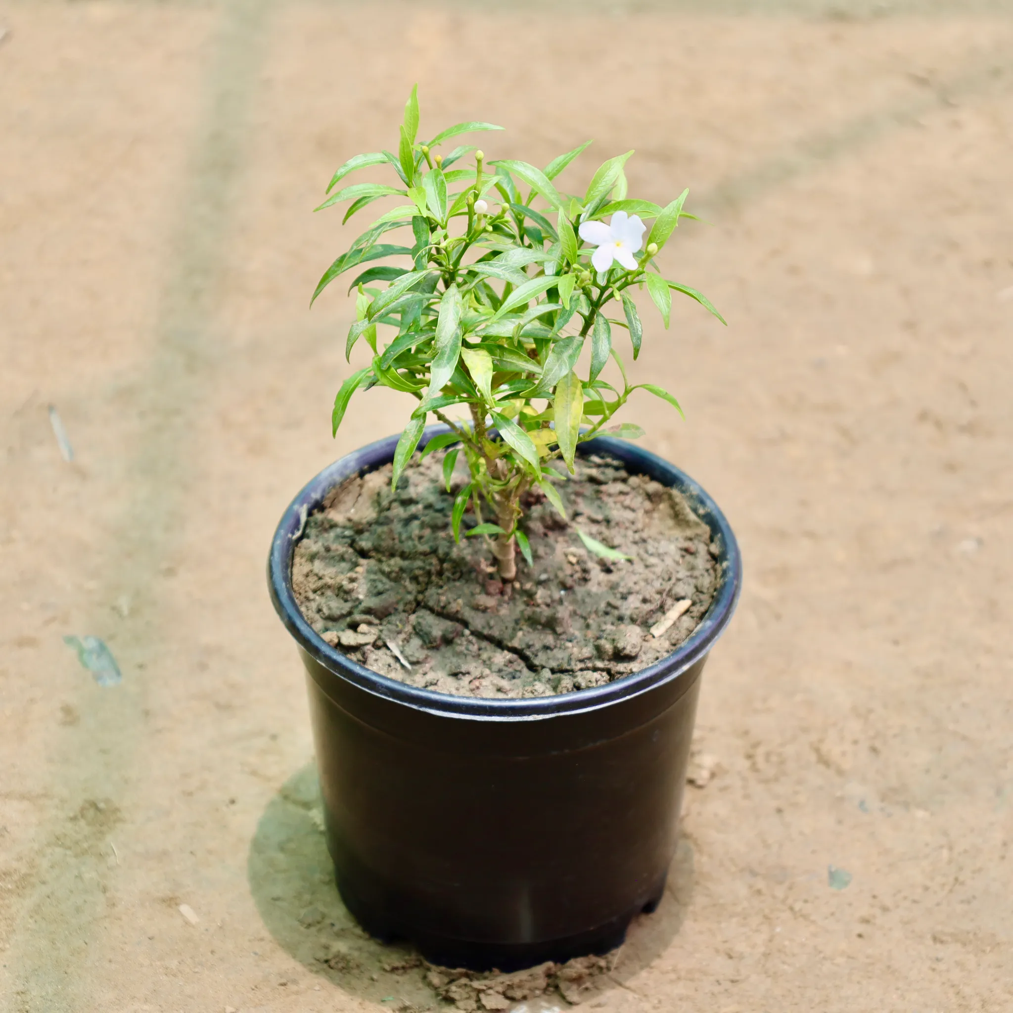 Chandni Dwarf in 6 Inch Nursery Pot