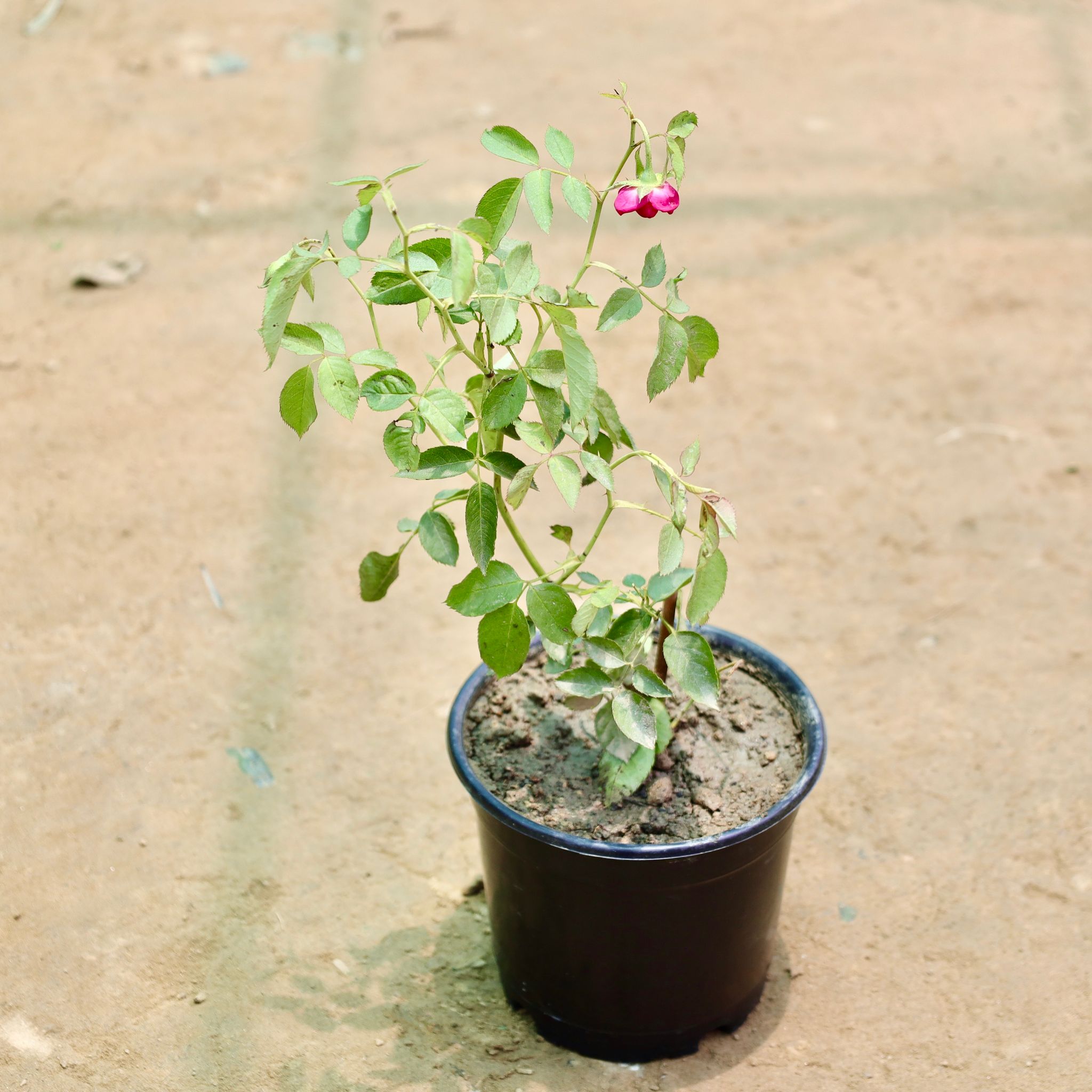Rose / Gulab (Any Colour) in 6 Inch Nursery Pot