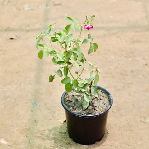 Rose / Gulab (Any Colour) in 6 Inch Nursery Pot