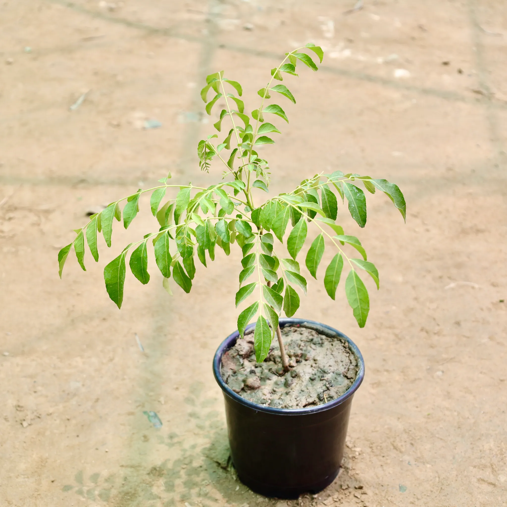 Curry Patta in 6 Inch Nursery Pot