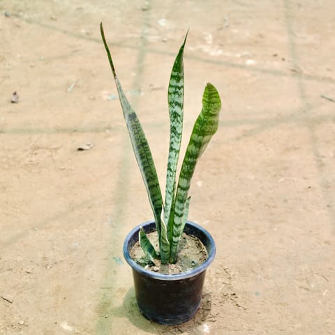 Snake Plant in 6 Inch Nursery Pot