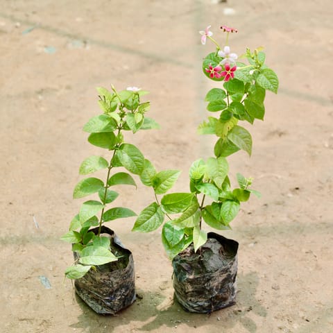 Set of 2 - Madhu Malti / Rangoon Creeper (Any Colour) in 4 Inch Nursery Bag