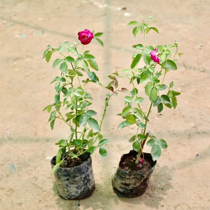 Buy Set of 2 - Rose / Gulab (Any Colour) in 4 Inch Nursery Bag Online | Urvann.com