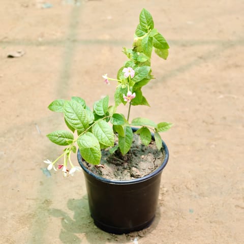 Madhu Malti / Rangoon Creeper (Any Colour) in 6 Inch Nursery Pot