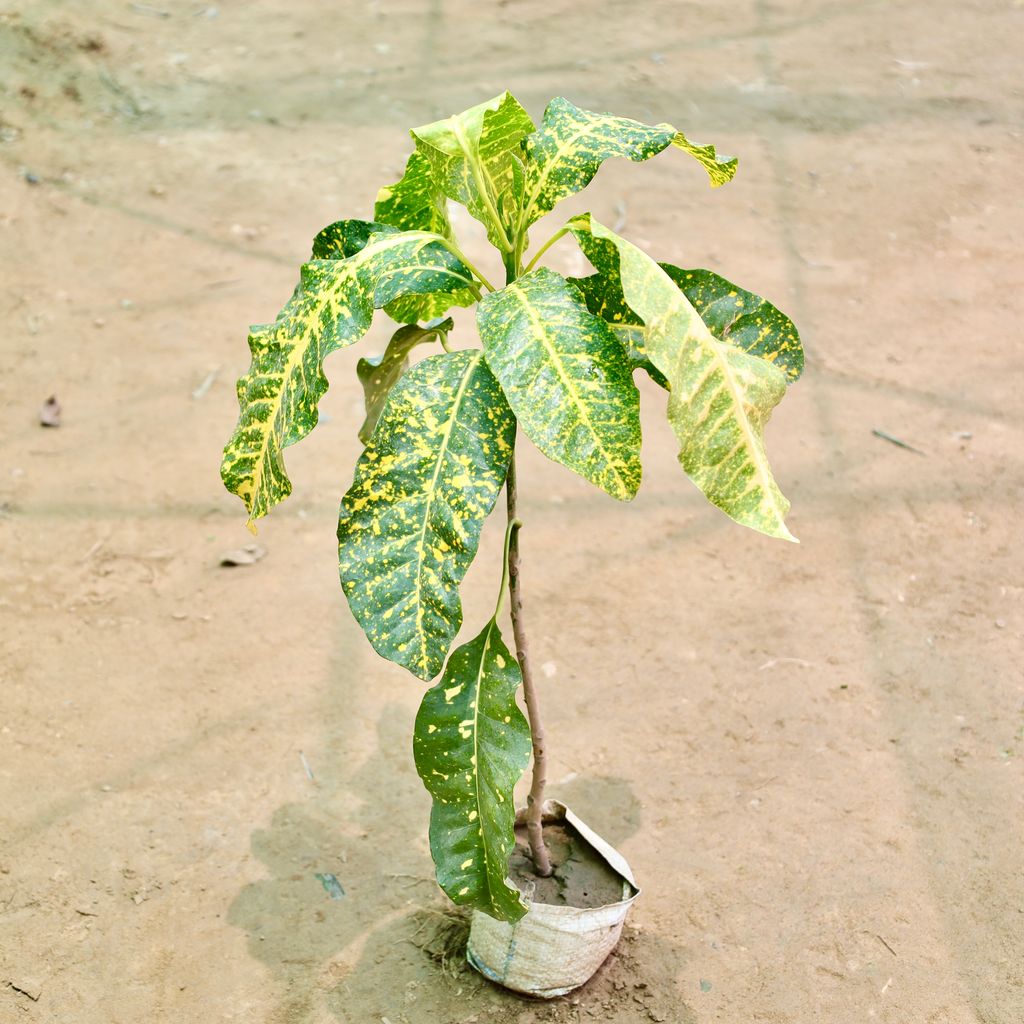 Croton Petra in 4 Inch Nursery Bag