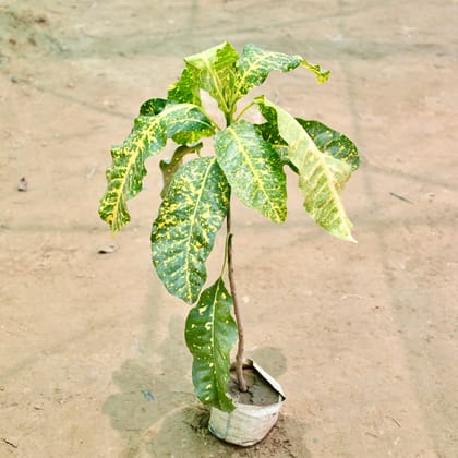 Buy Croton Petra in 4 Inch Nursery Bag Online | Urvann.com