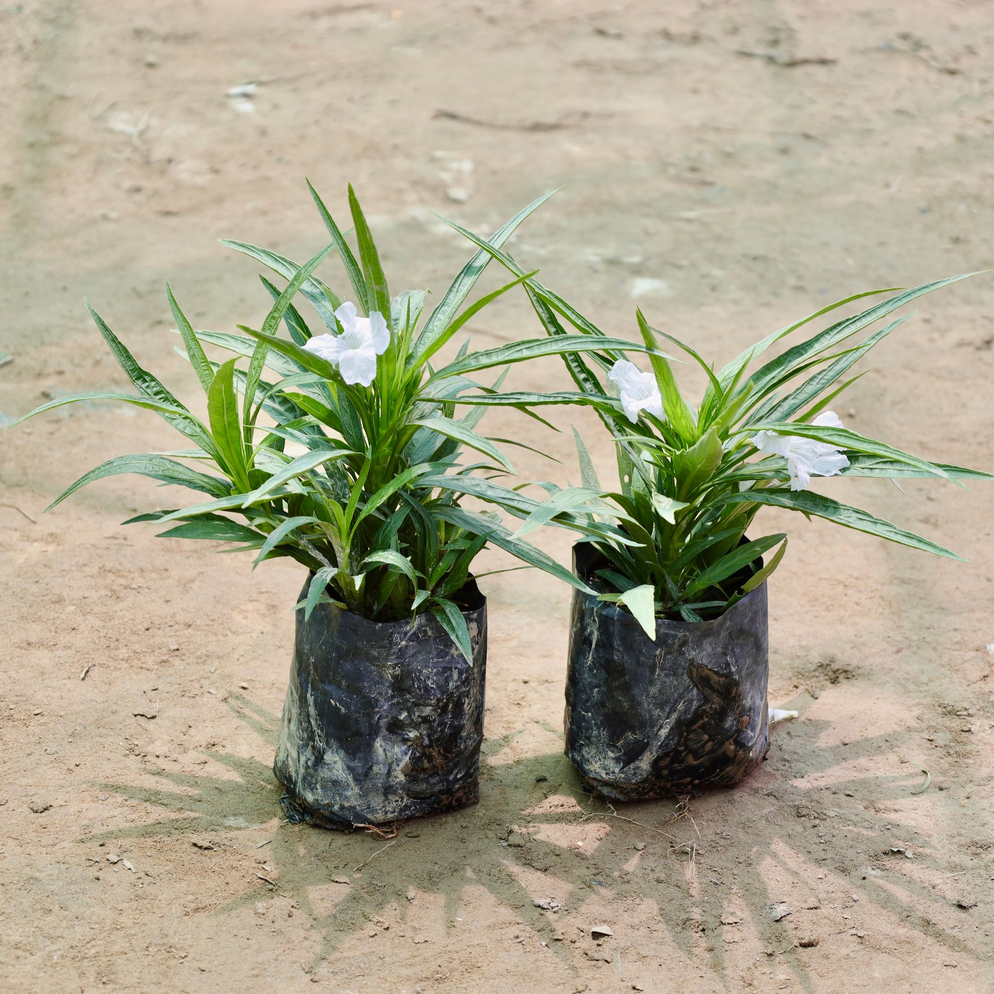Set of 2 - Ruellia (Any Colour) in 4 Inch Nursery Bag