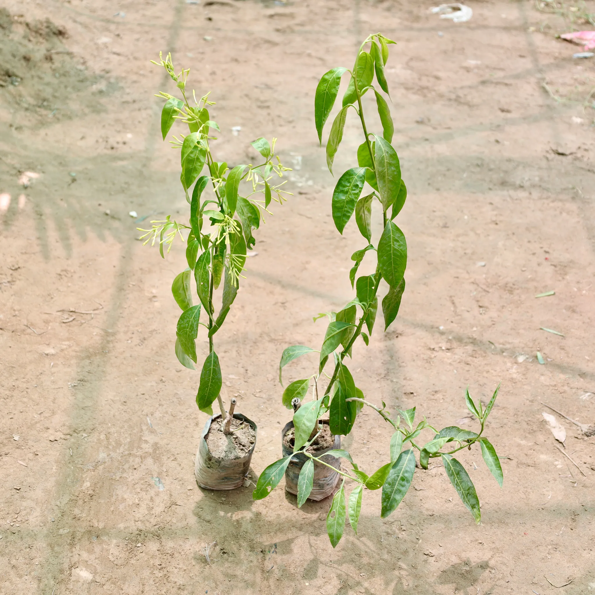 Set of 2 - Raat Ki Rani / Night Blooming Jasmine in 4 Inch Nursery Bag