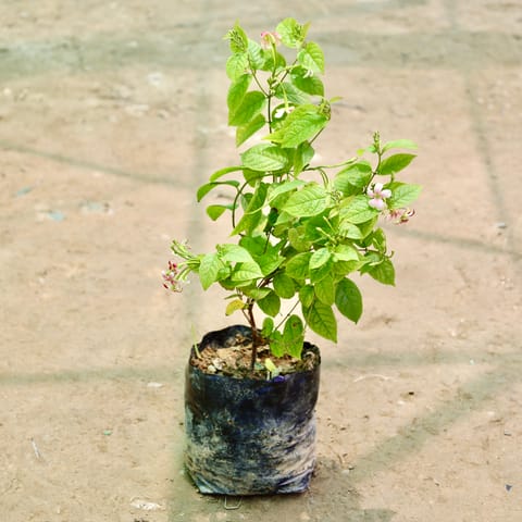 Madhu Malti / Rangoon Creeper (Any Colour) (1-1.5 Ft) in 8 Inch Nursery Bag