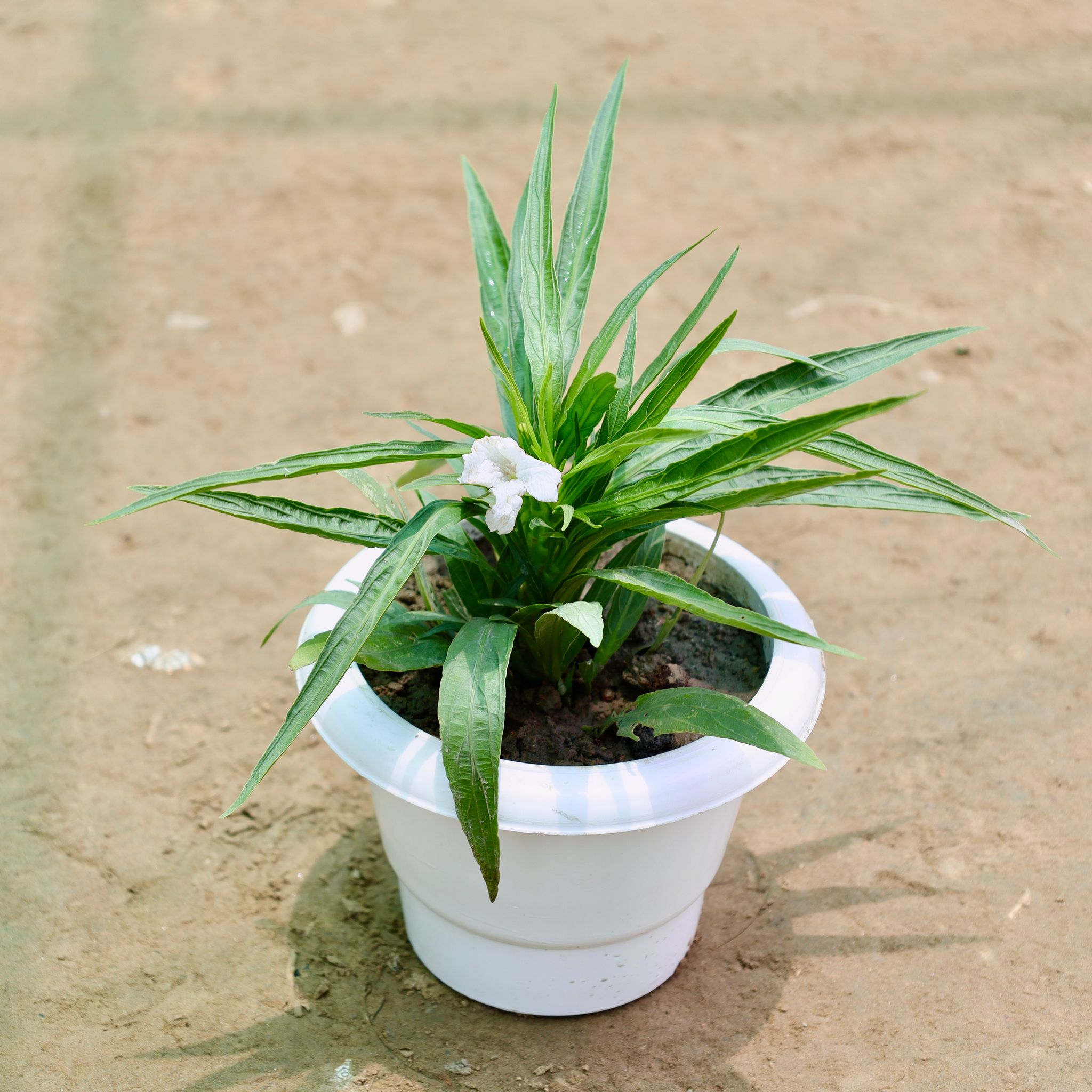 Mexican Petunia / Ruellia (Any Colour) in 6 Inch White Classy Plastic Pot