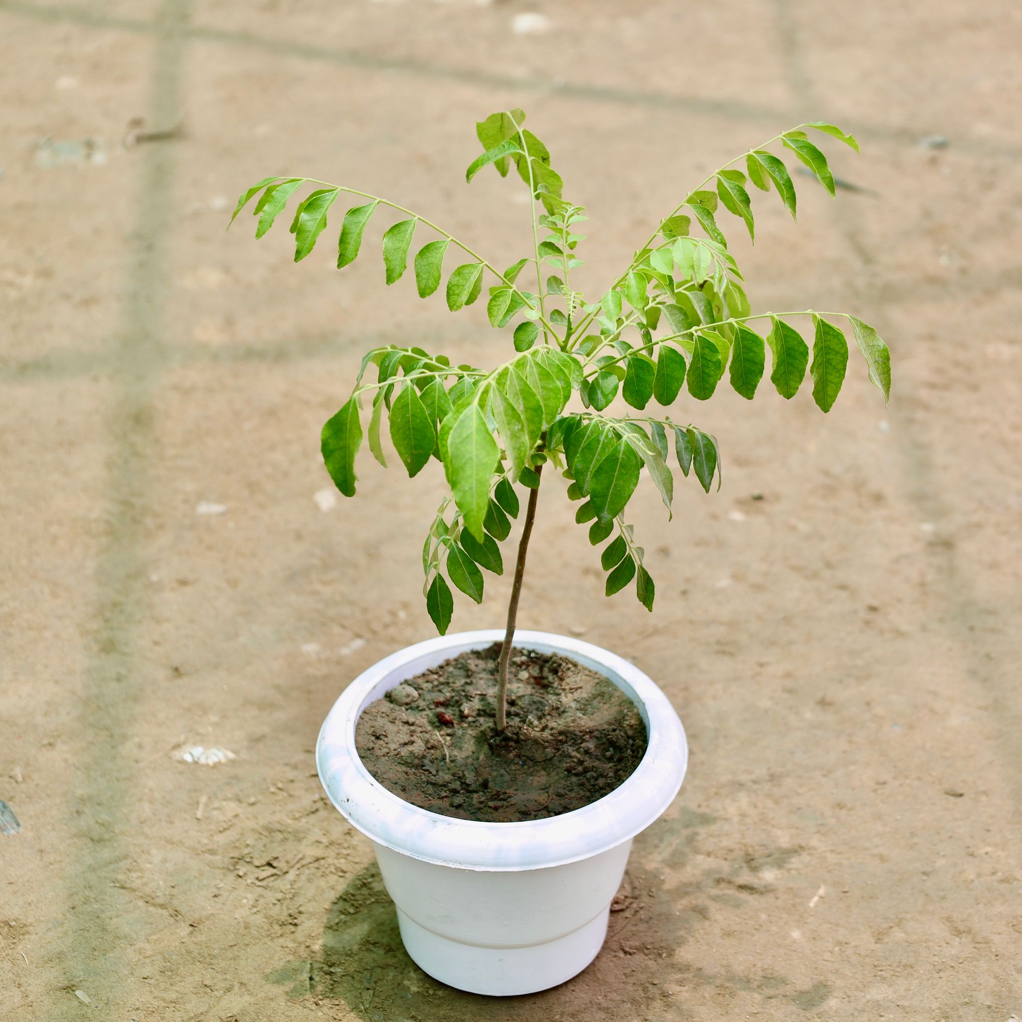 Curry Patta in 6 Inch White Classy Plastic Pot