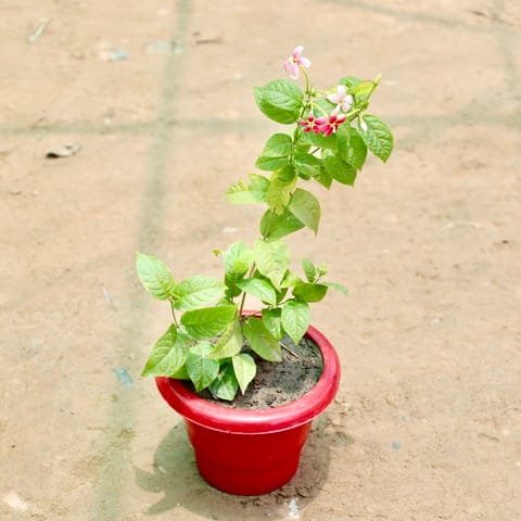 Madhu Malti / Rangoon Creeper (Any Colour) in 6 Inch Red Classy Plastic Pot