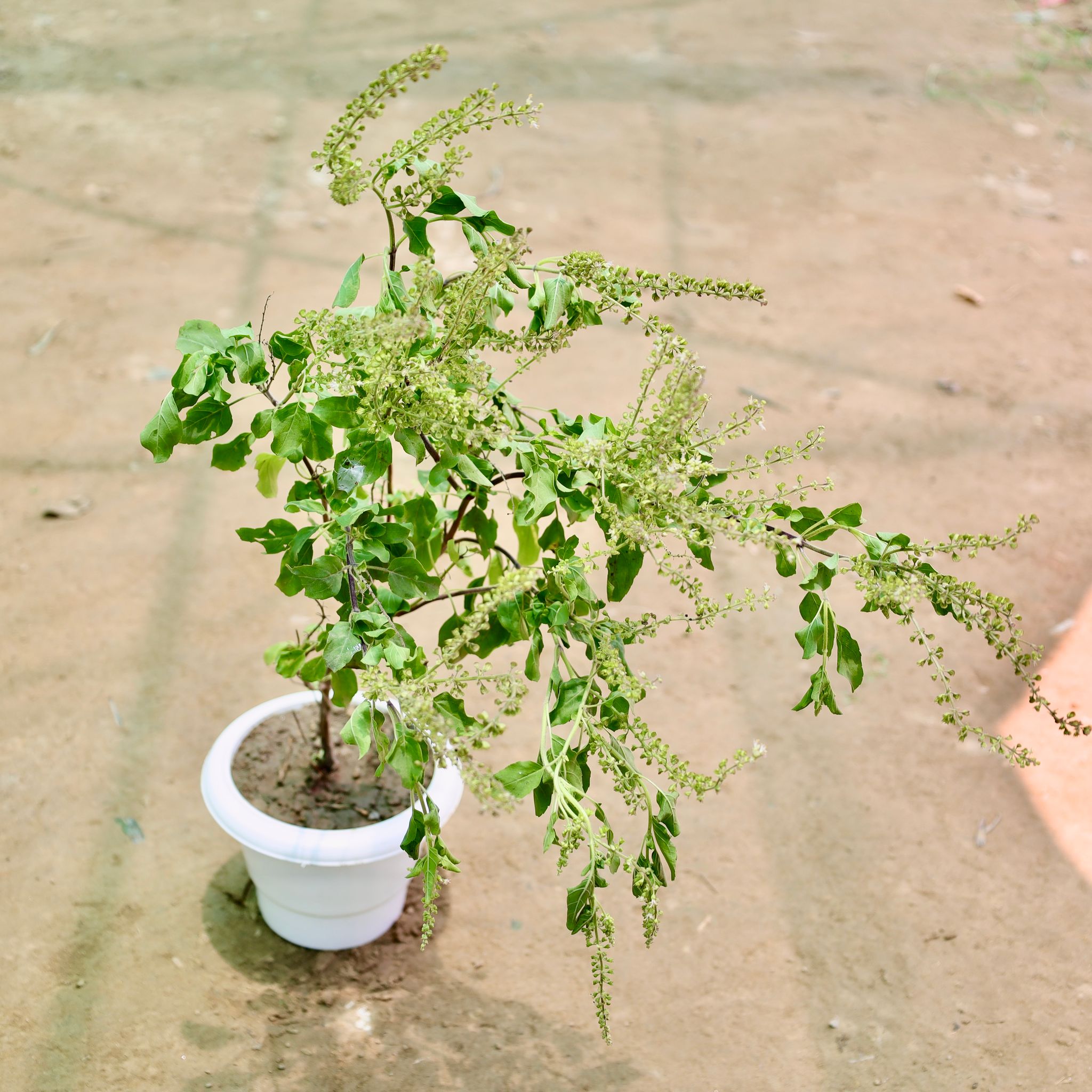 Rama Tulsi in 6 Inch White Classy Plastic Pot