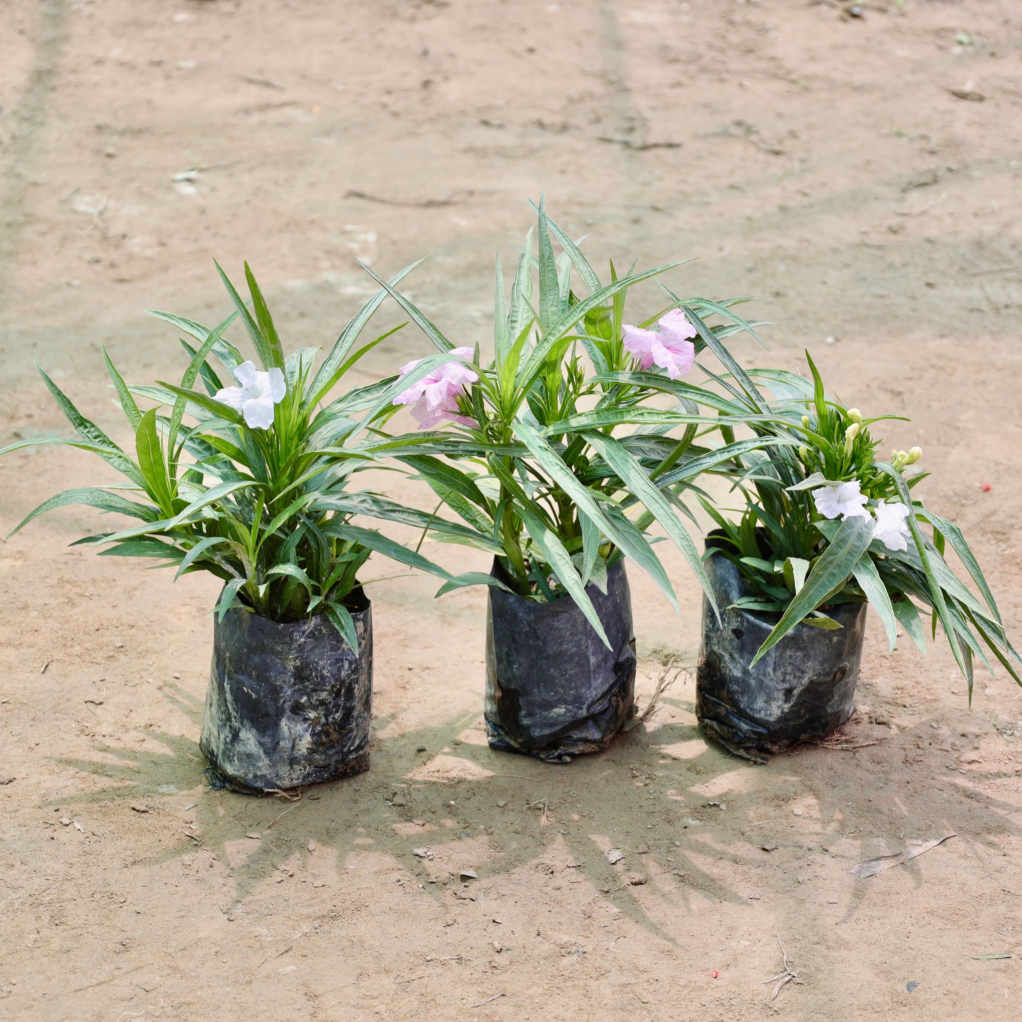 Set of 3 - Ruellia (Any Colour) in 4 Inch Nursery Bag