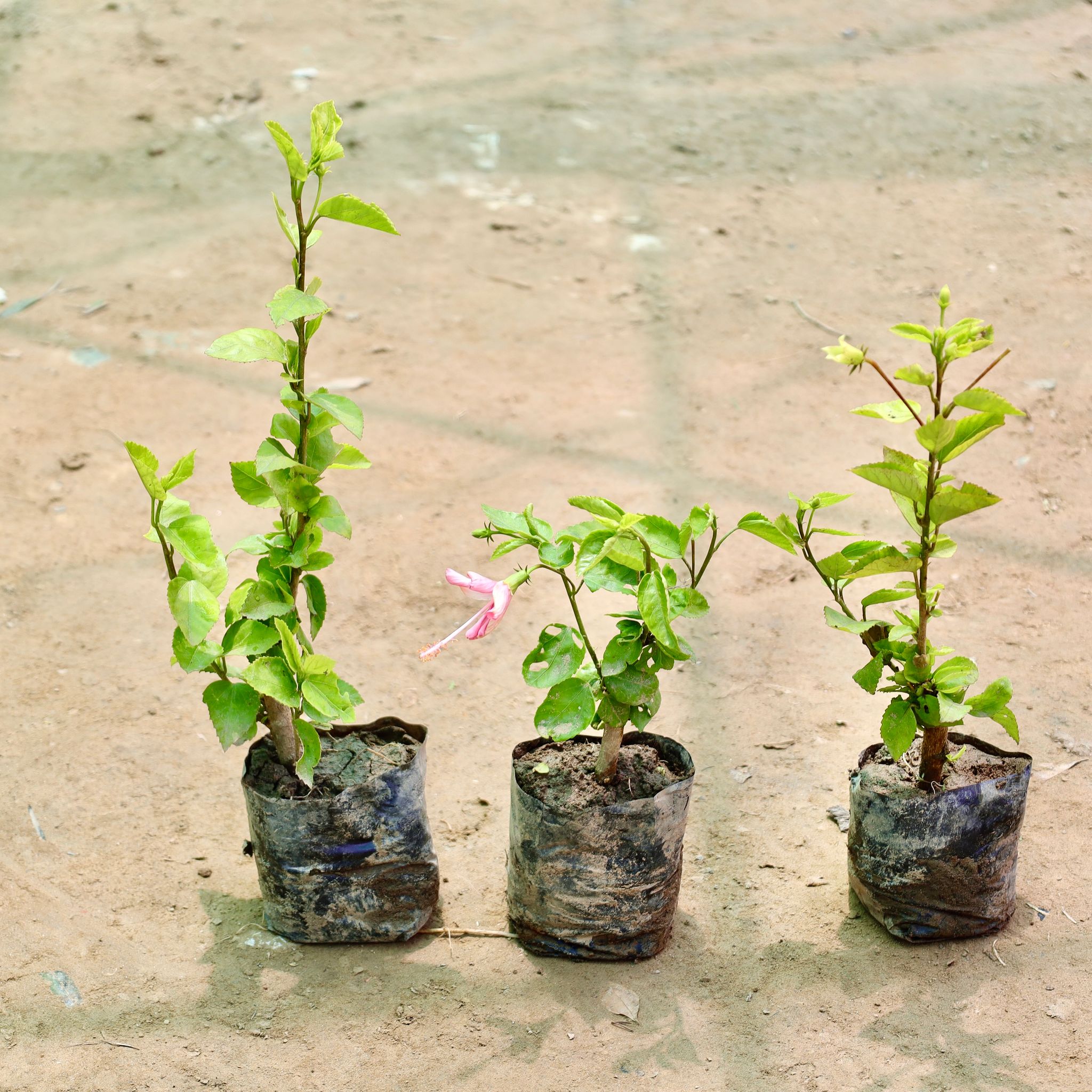 Set of 3 - Hibiscus / Gudhal (Any Colour) in 4 Inch Nursery Bag