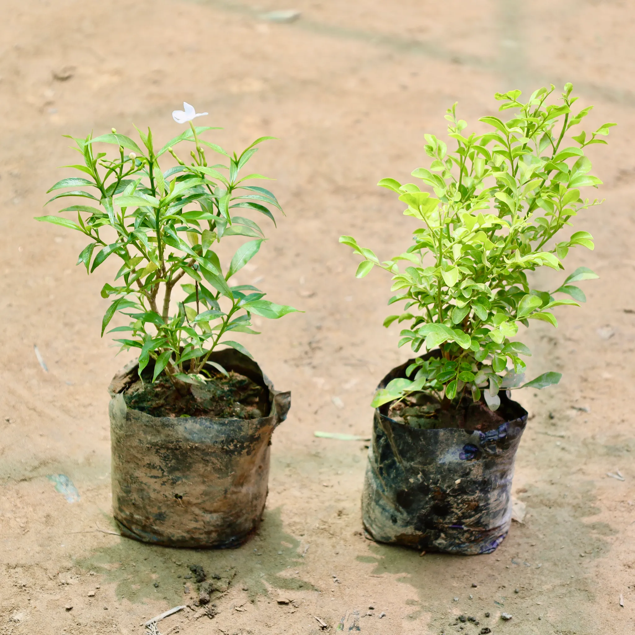 Set of 2 - Chandni Dwarf & Madhukamini (Any Colour) in 4 Inch Nursery Bag