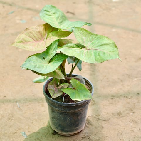 Syngonium Pink in 5 Inch Live Fresh Plant Nursery Pot in Ashok Vihar