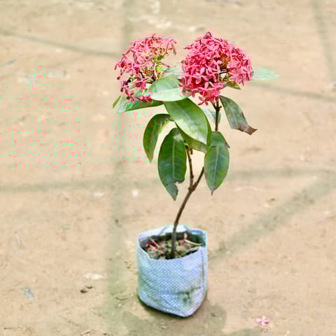 Ixora (Any Colour) in 4 Inch Nursery Bag