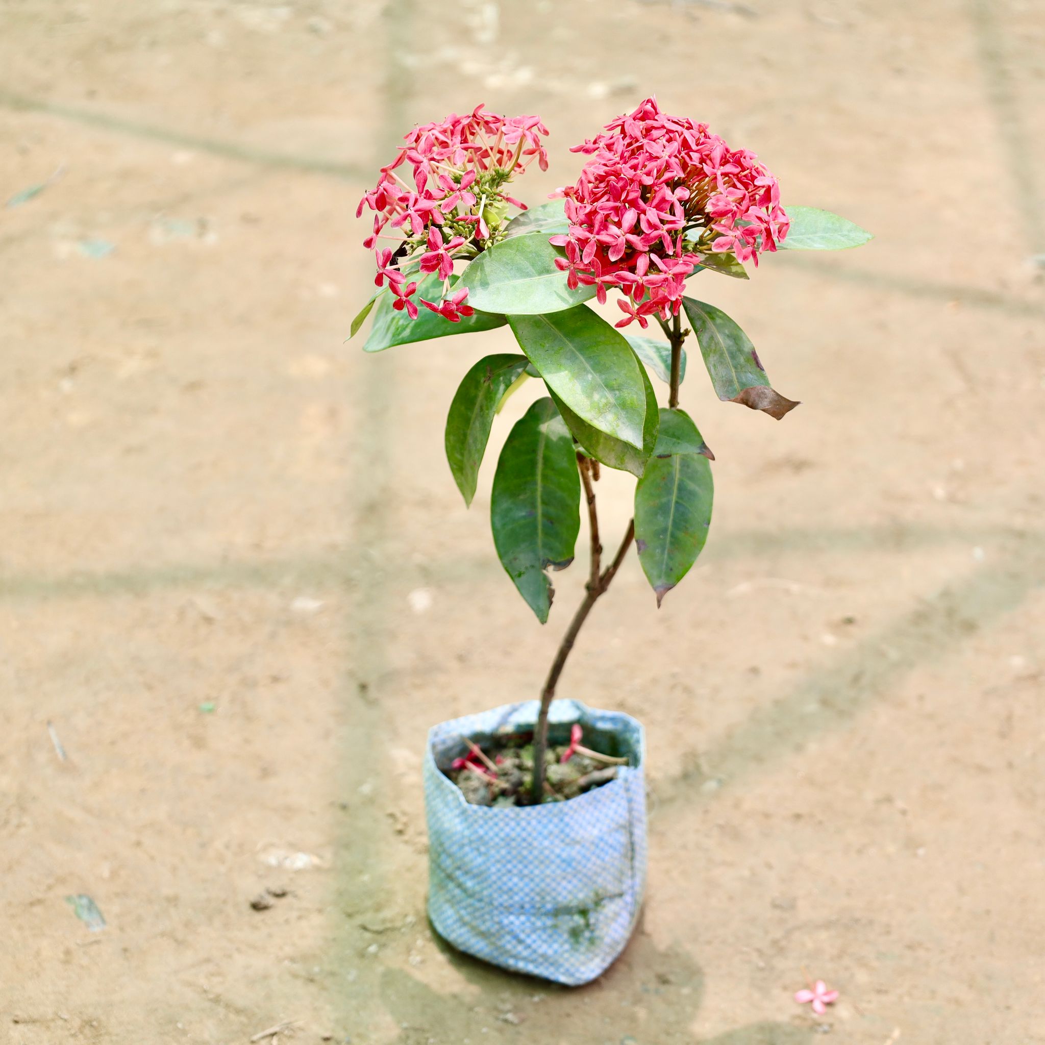 Ixora (Any Colour) in 4 Inch Nursery Bag