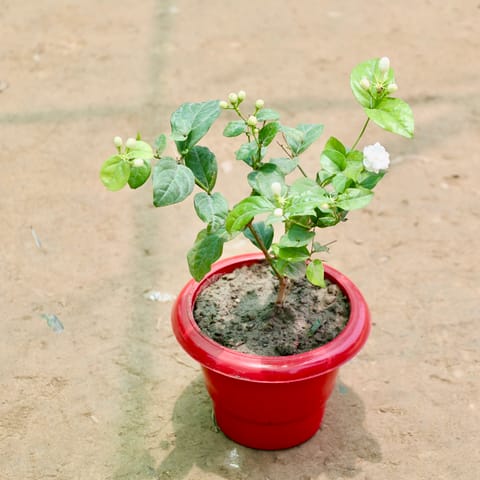 Mogra / Motia Jasmine (Any Colour) in 6 Inch Live Fresh Plant Red Classy Plastic Pot in Dlf Phase 2