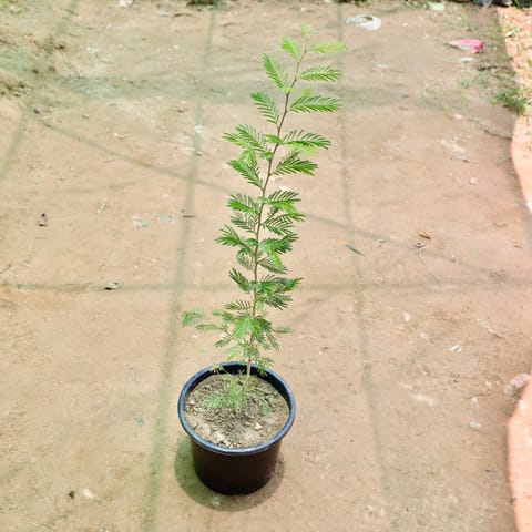 Shami in 6 Inch Nursery Pot