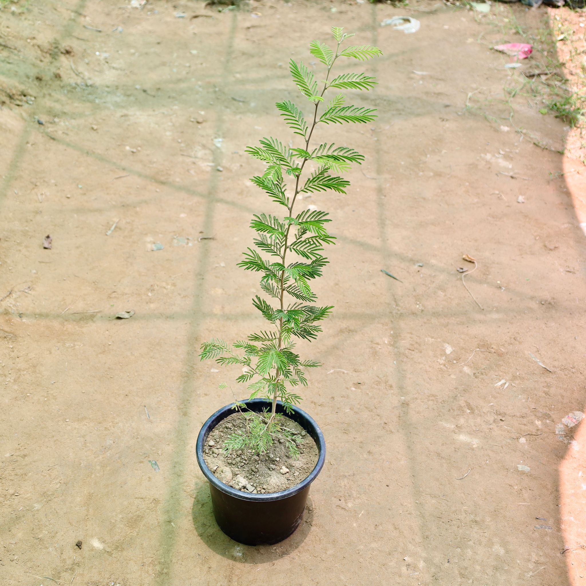 Shami in 6 Inch Nursery Pot