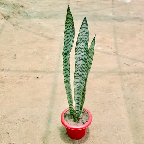 Snake Plant in 6 Inch Red Classy Plastic Pot