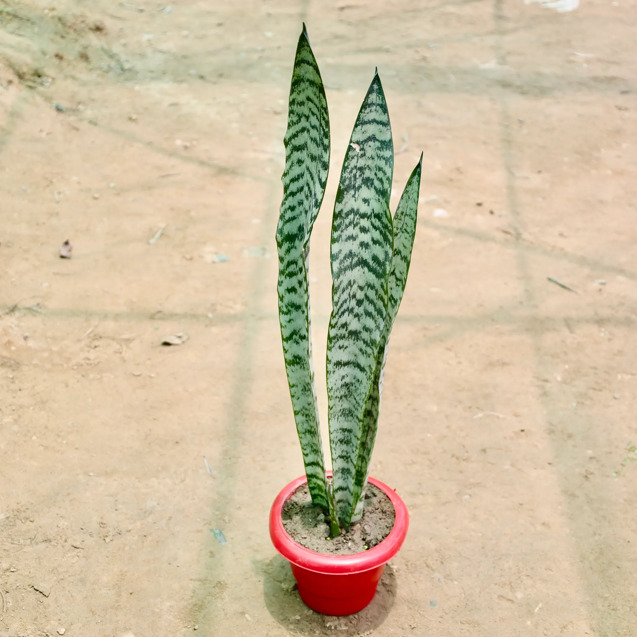 Snake Plant in 6 Inch Red Classy Plastic Pot