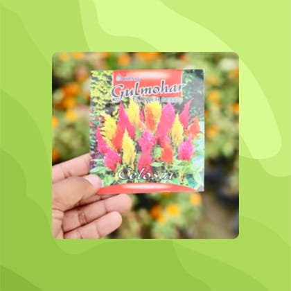 Free Gift - Celosia Mixed Seeds - Excellent Germination - Flash Sale