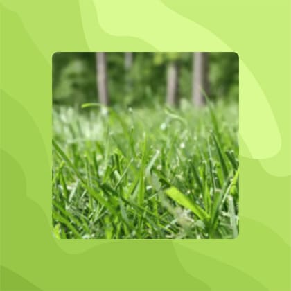Free Gift - Bermuda grass Seeds - Excellent Germination - Flash Sale