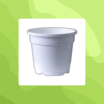 Free Gift - 4 Inch White Nursery Pot - Flash Sale