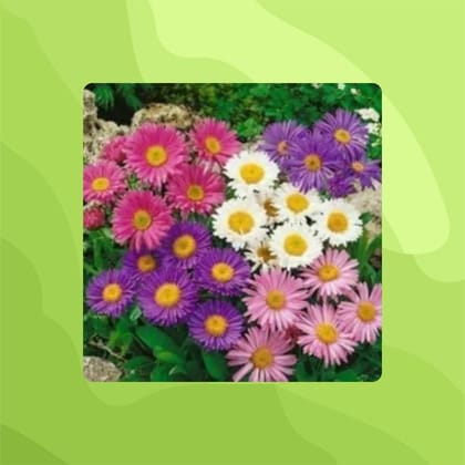 Free Gift - Aster Mixed Flower Packet Seeds - Excellent Germination - Flash Sale