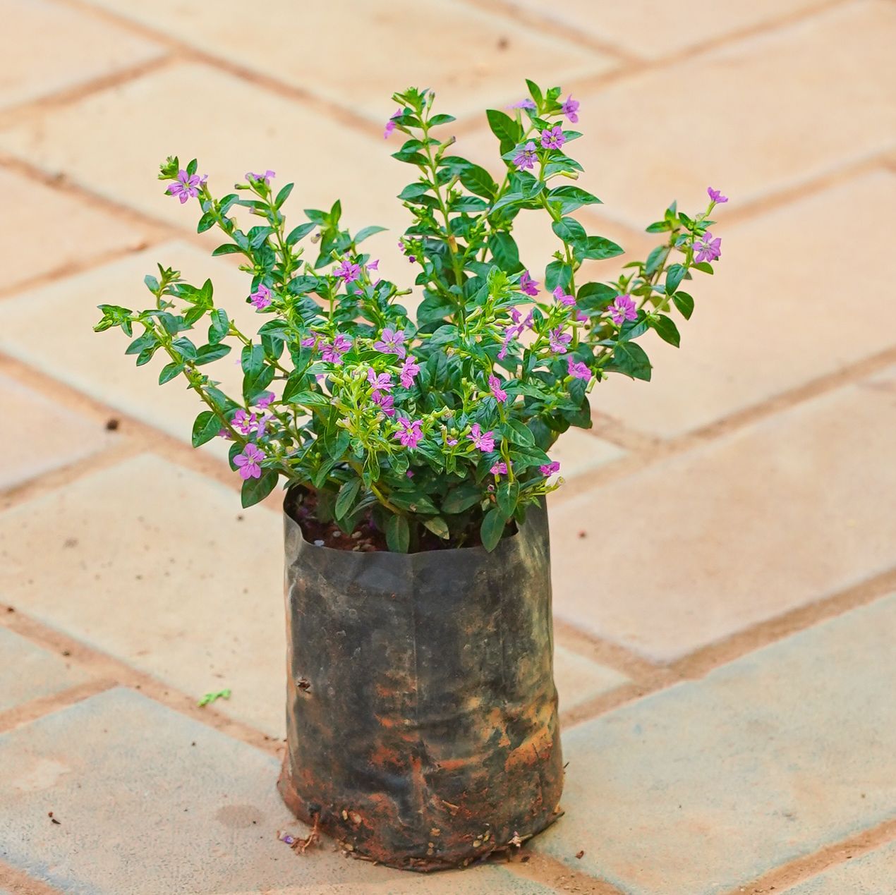 Cuphea Pink / False Heather in 4 Inch Nursery bag