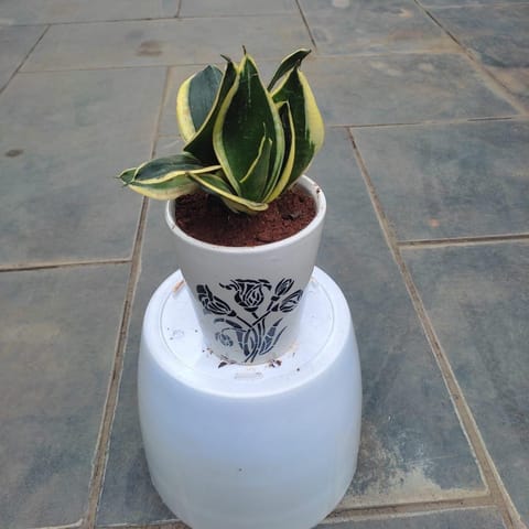 Snake Yellow in 5 Inch Classy Glass Designer Ceramic Pot (any colour & design)