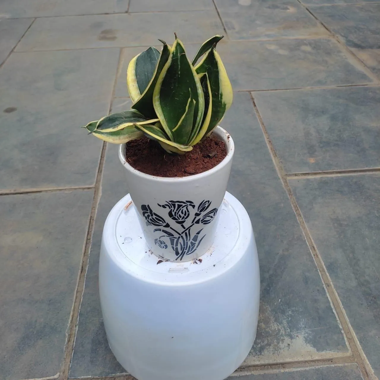 Snake Yellow in 5 Inch Classy Glass Designer Ceramic Pot (any colour & design)