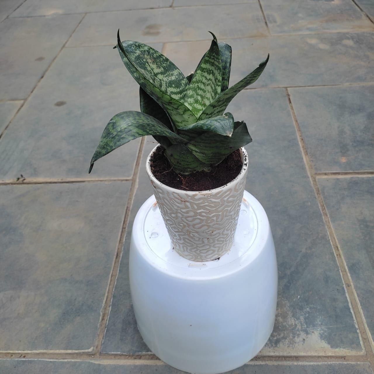 Snake Green in 5 Inch Classy Glass Designer Ceramic Pot (any colour)